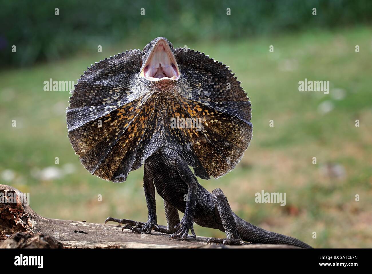 Rüschenhalsige Lizard zischend, Indonesien Stockfoto