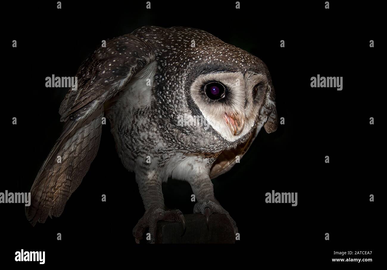 Nahaufnahme von einem maskierten Eule, Australien Stockfoto