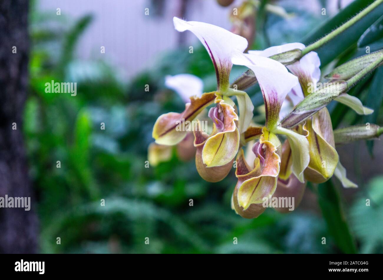 Gruppe gelber und violetter Venusschlittenorchideenblüten in Makroblüte. Verschwommener Hintergrund des Dschungel-Themas bei Tageslicht in botanischen Gärten Stockfoto