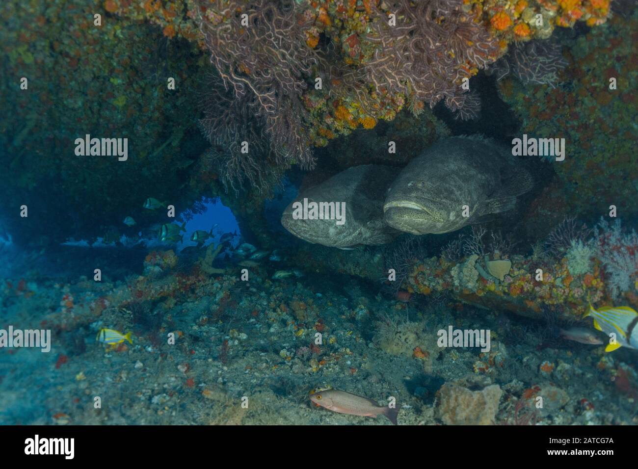 Goliath Grouper] Stockfoto