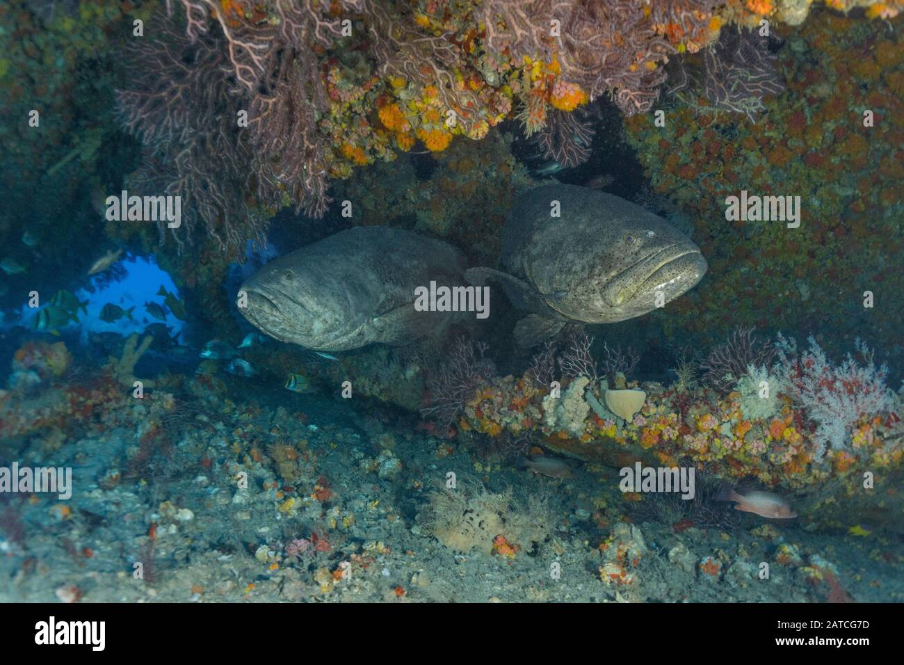 Goliath Grouper] Stockfoto