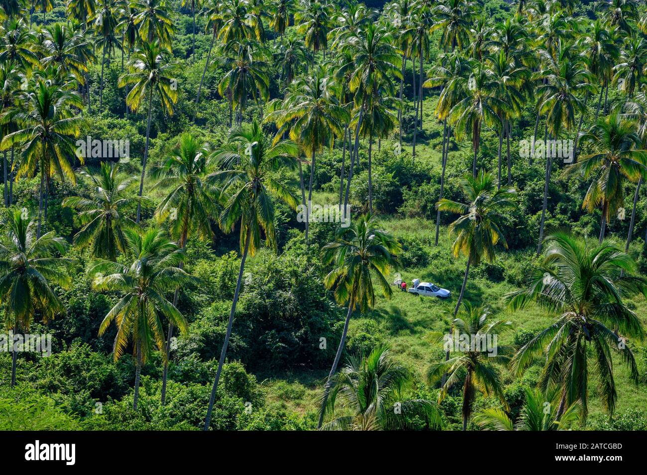 Blick auf den Kokospalmenhain von La Contaduria, San Blas, Riviera Nayarit, Mexiko. Stockfoto