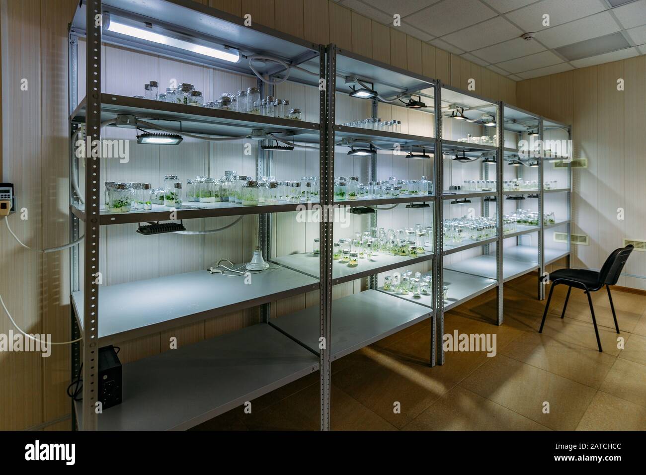 Regale mit Reagenzgläsern mit Mikropflanzen in vitro, die durch künstliches Licht beleuchtet werden Stockfoto