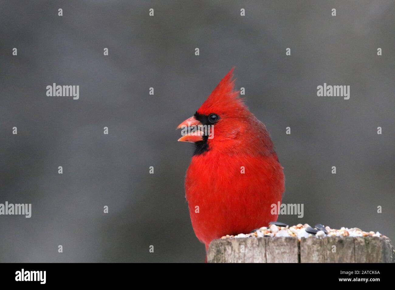 Männlich-Kardinal auf Ast Stockfoto