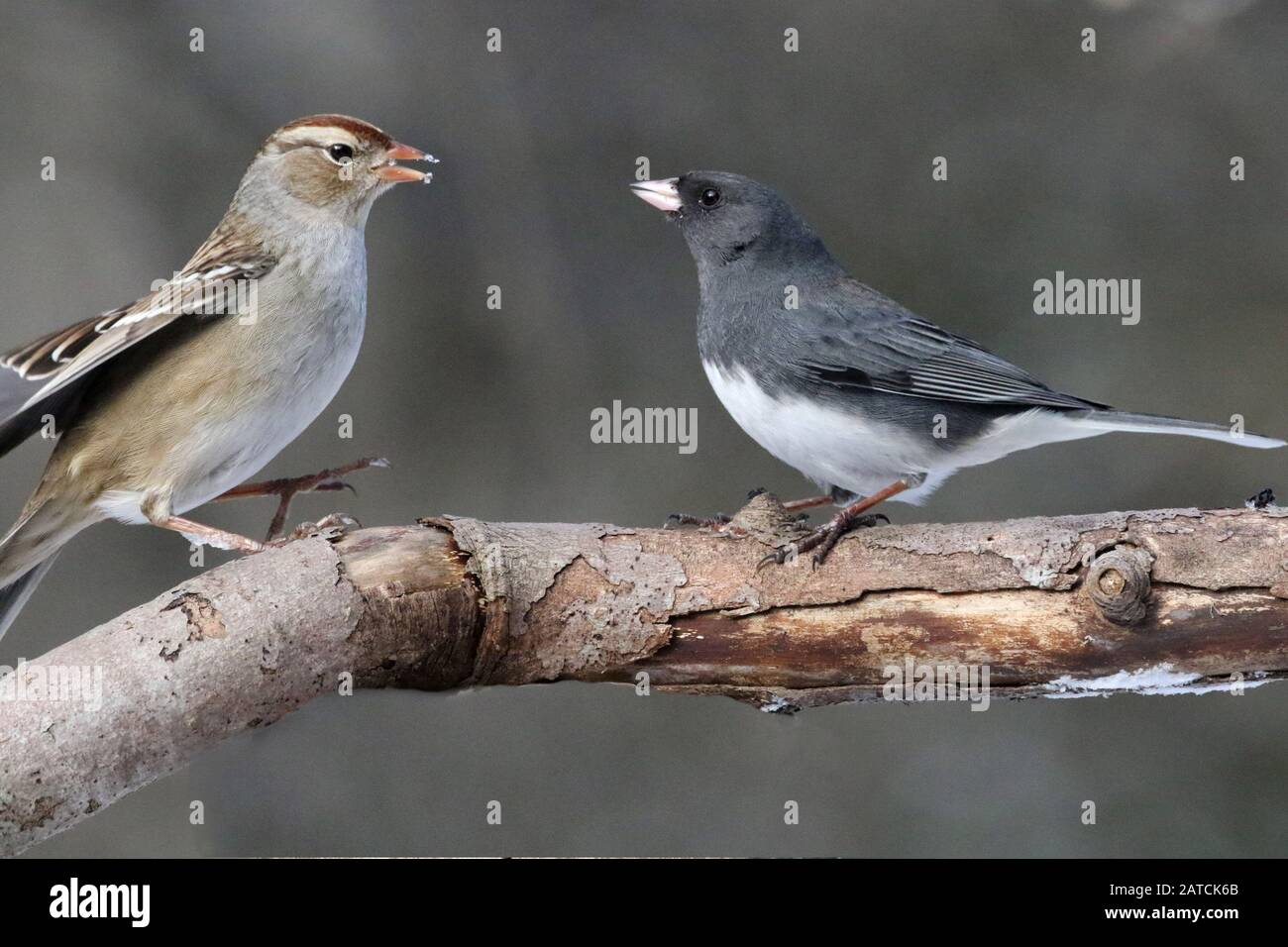 Song Sparrow und junco Showdown Stockfoto