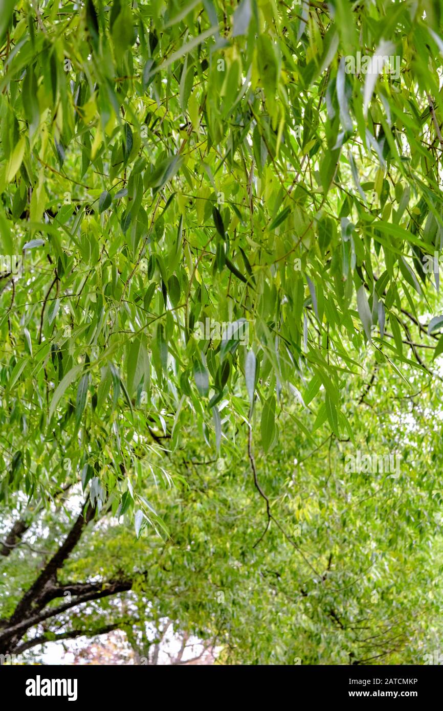 Weeping Willow Tree Laub Hintergrund. Trauerweide Äste mit grünen Blättern. Nahaufnahme der grünen Laub von Weinen Willow Tree Stockfoto