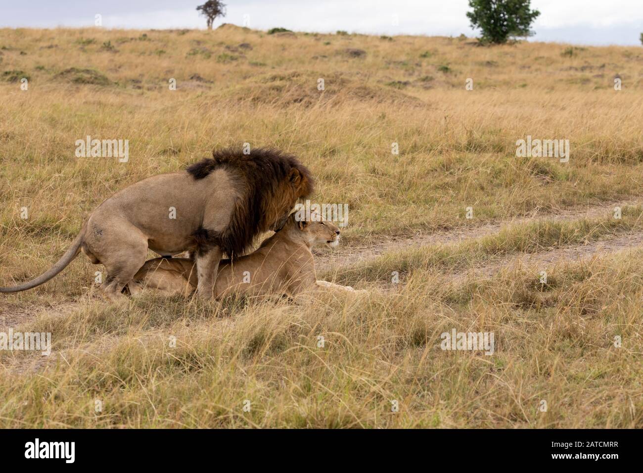 Afrikanischer Löwe (Panthera leo) paart sich auf der Savanne in Masai Mara Game Reserve, Kenia Stockfoto