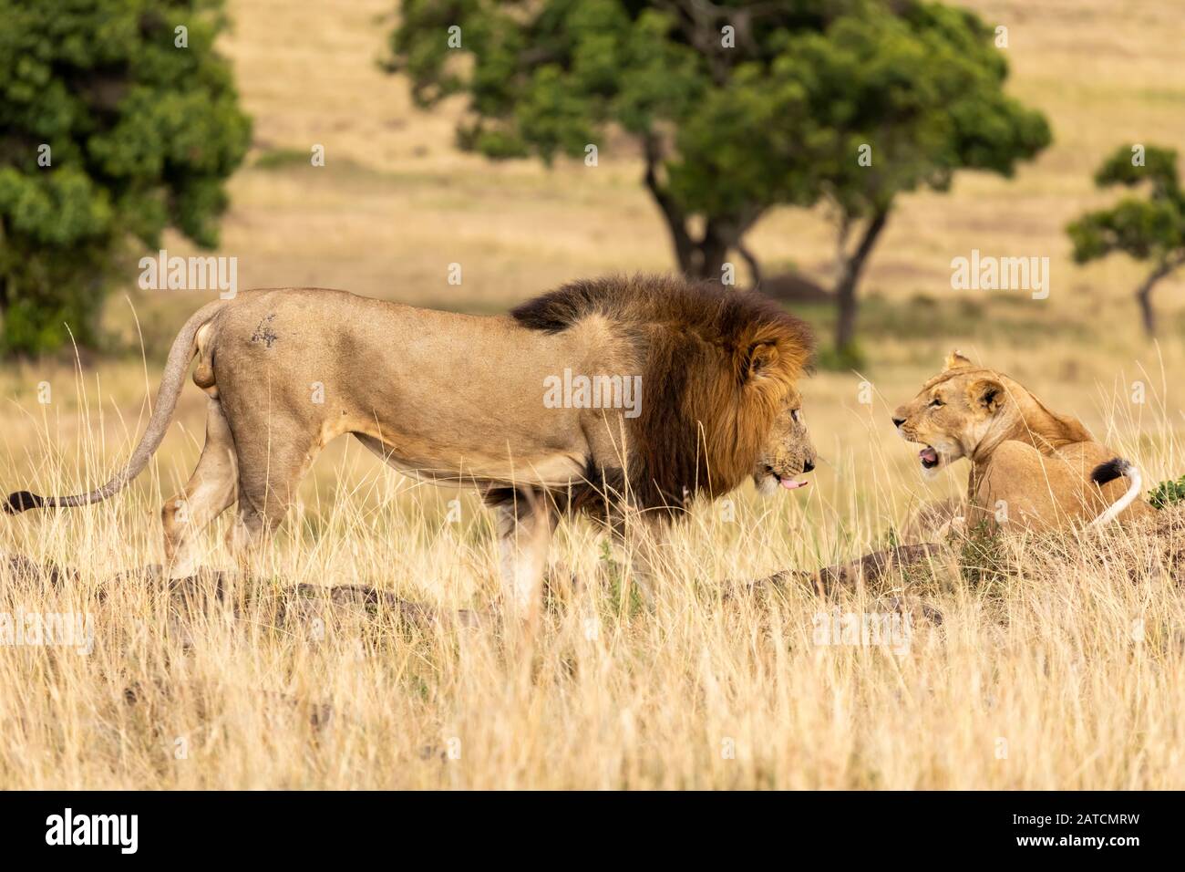 Afrikanischer Löwe (Panthera leo) an der Savanne in Mara North Conservancy, Kenia Stockfoto