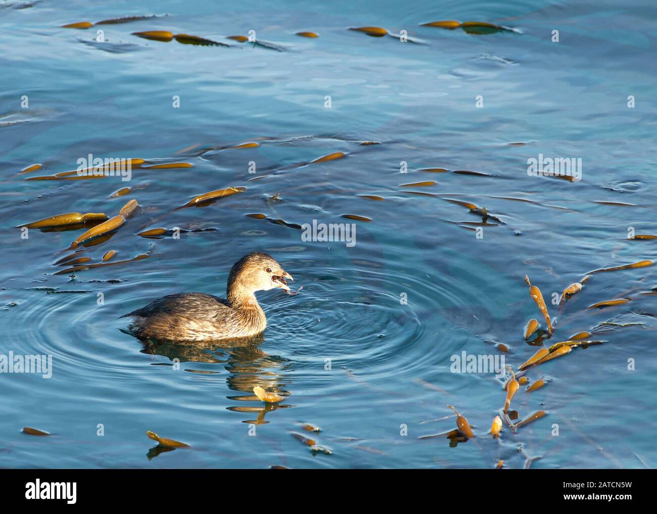 Pied Abgerechnet, schwimmt Grebe in ruhigem Wasser und isst. Die gefoste Grebe findet sich vor allem in Teichen in ganz Amerika Stockfoto