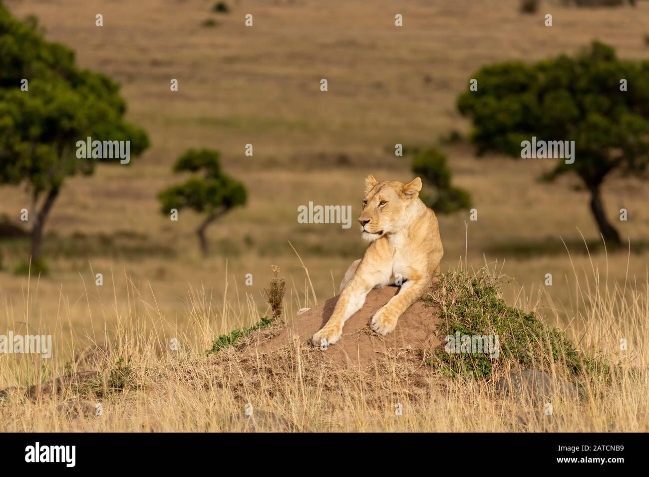 Afrikanischer Löwe (Panthera leo) weiblich auf einem Termitenhügel auf der Savanne in Mara North Conservancy, Kenia Stockfoto