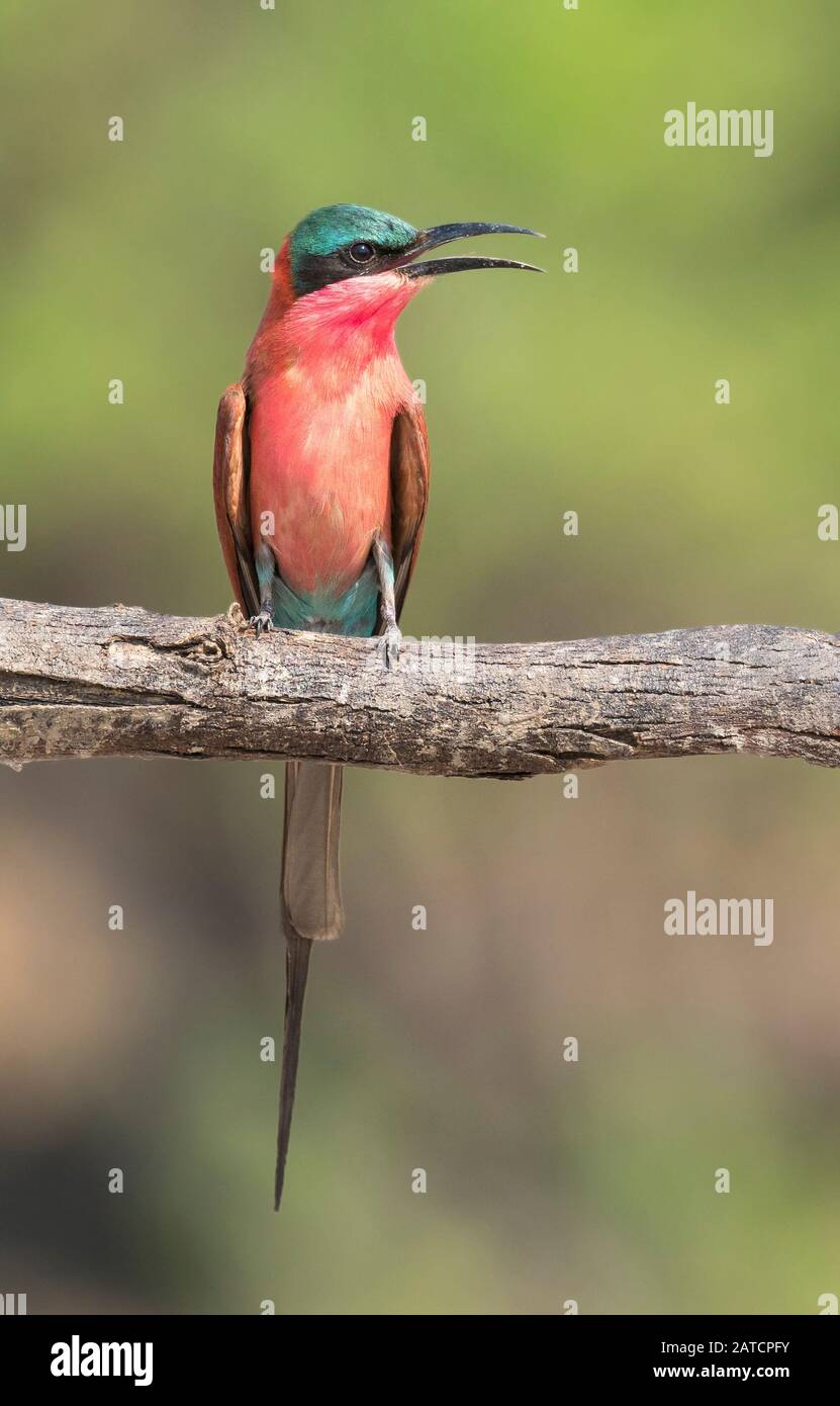 Südkarminen-Biene-Esser thront Stockfoto