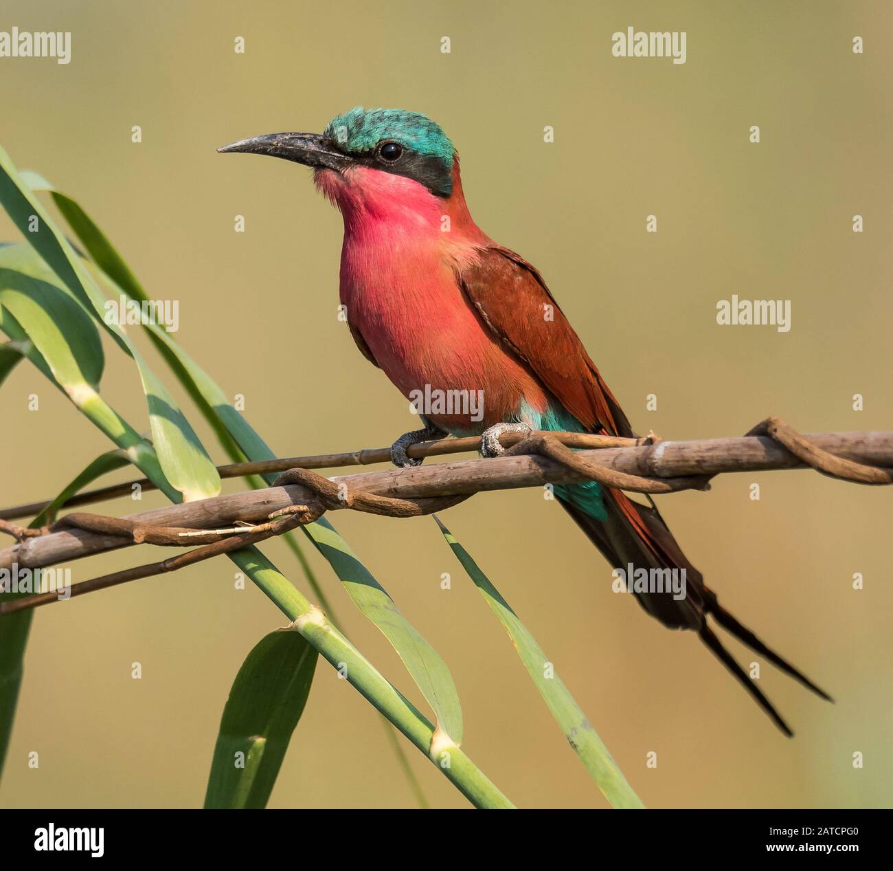 Südkarminen-Biene-Esser thront Stockfoto