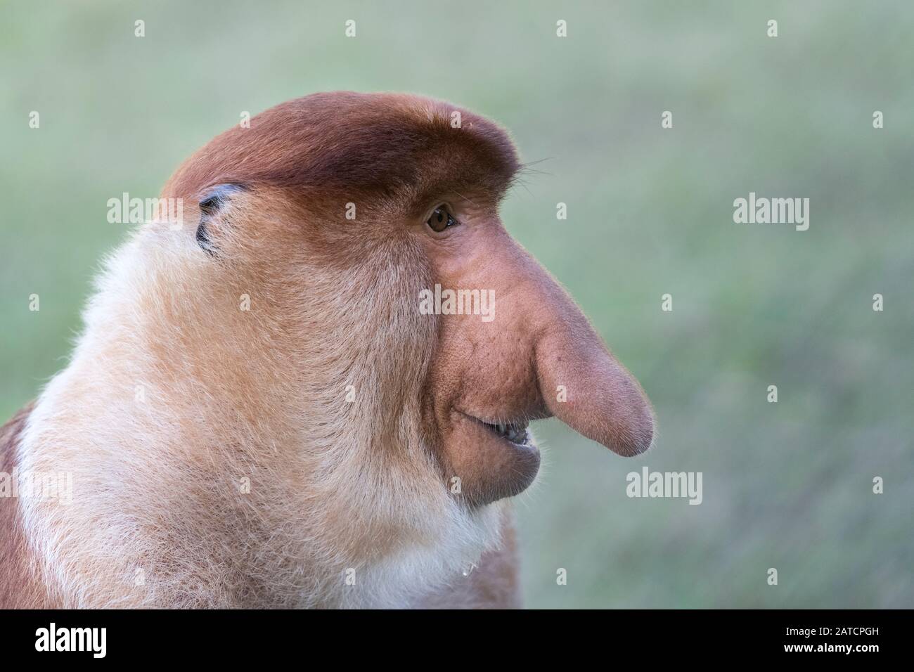 Männlich Proboscis Monkey, Porträt Stockfoto