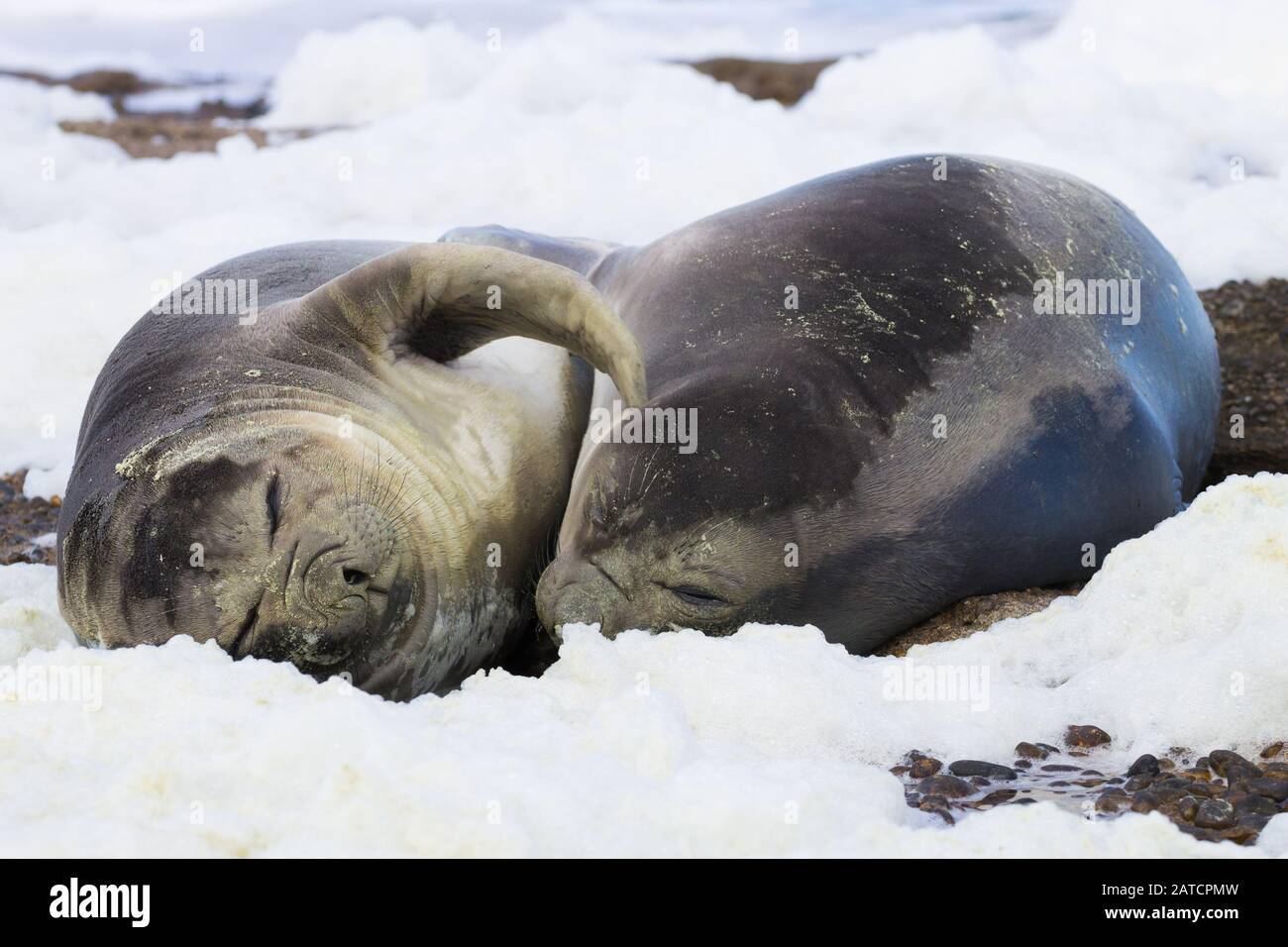 Seeelefanten am Strand ganz nah, Patagonien, Argentinien. Isla Escondida Beach. Argentinische wildlife Stockfoto