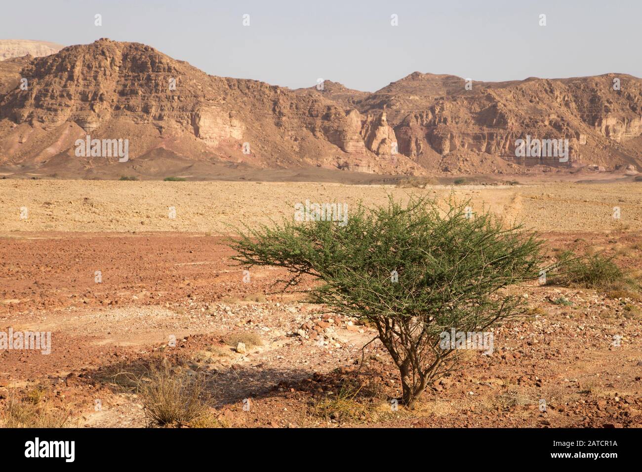 Einsamer Akazienbaum auf Talgrund im Timna-Tal, Negev-Wüste, Südbezirk, Israel Stockfoto