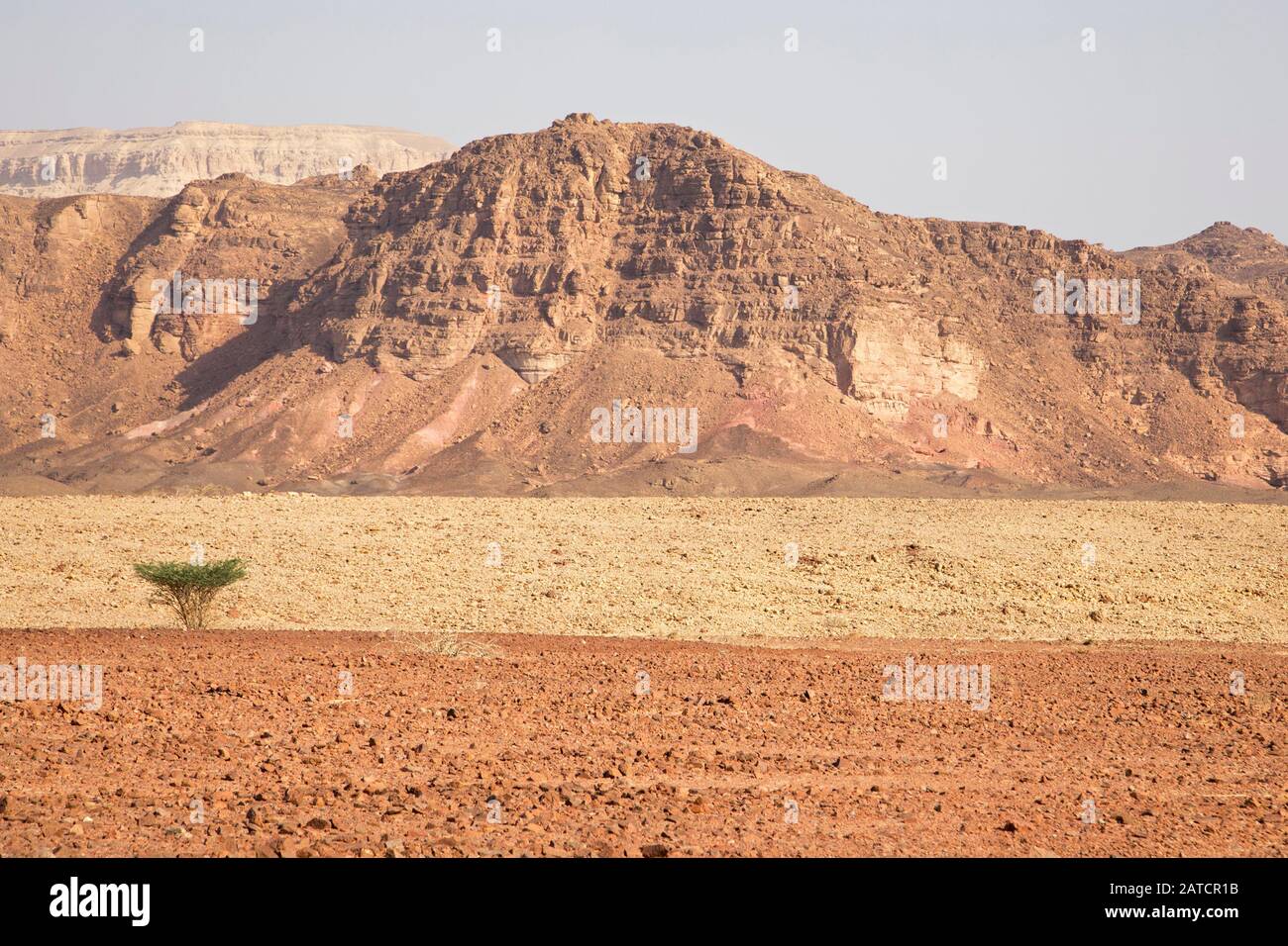Einsamer Akazienbaum auf Talboden im Timna Park, Negev Wüste Stockfoto