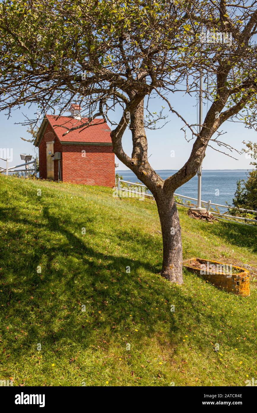 Eulen Kopf in Maine Stockfoto