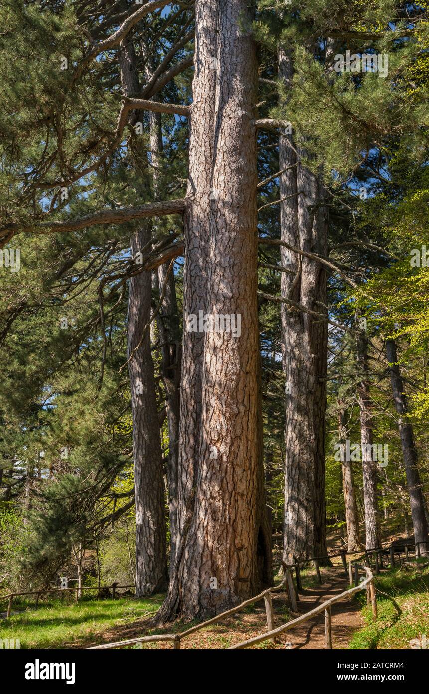 Europäische Schwarzkiefer (Pinus nigra) an giganti della Sila im Sila Nationalpark, südlichen Apenninen, Kalabrien, Italien erhalten Stockfoto