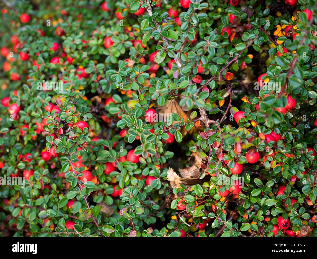 Die Blätter und Früchte der gemeinen Bärenbeere (Arctostaphylos uva-ursi), auch Kinnikinnick genannt. Stockfoto