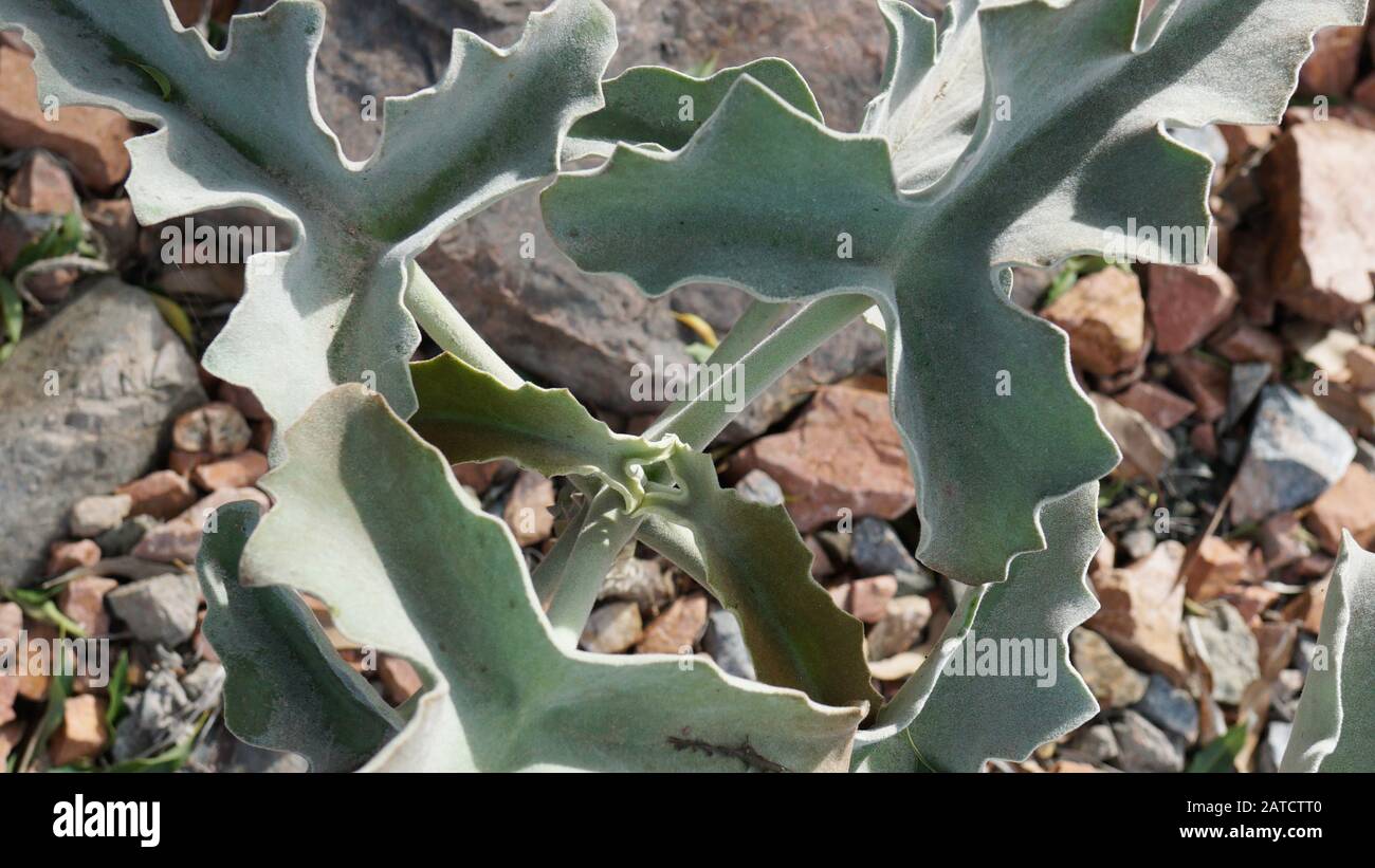 Kalanchoe beharensis ist eine immergrüne saftige mehrjährige Pflanze in der Familie Crassulaceen. Diese Pflanze hat den Preis der Royal Horticultural Society erhalten. Stockfoto