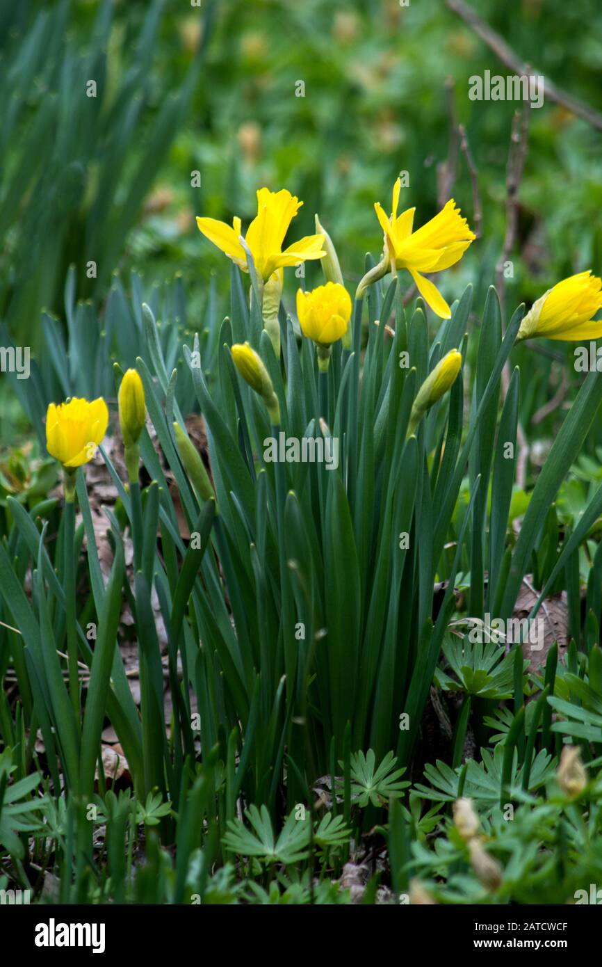 Narzissen, die in einem Garten der Frühlingszeit wachsen Stockfoto