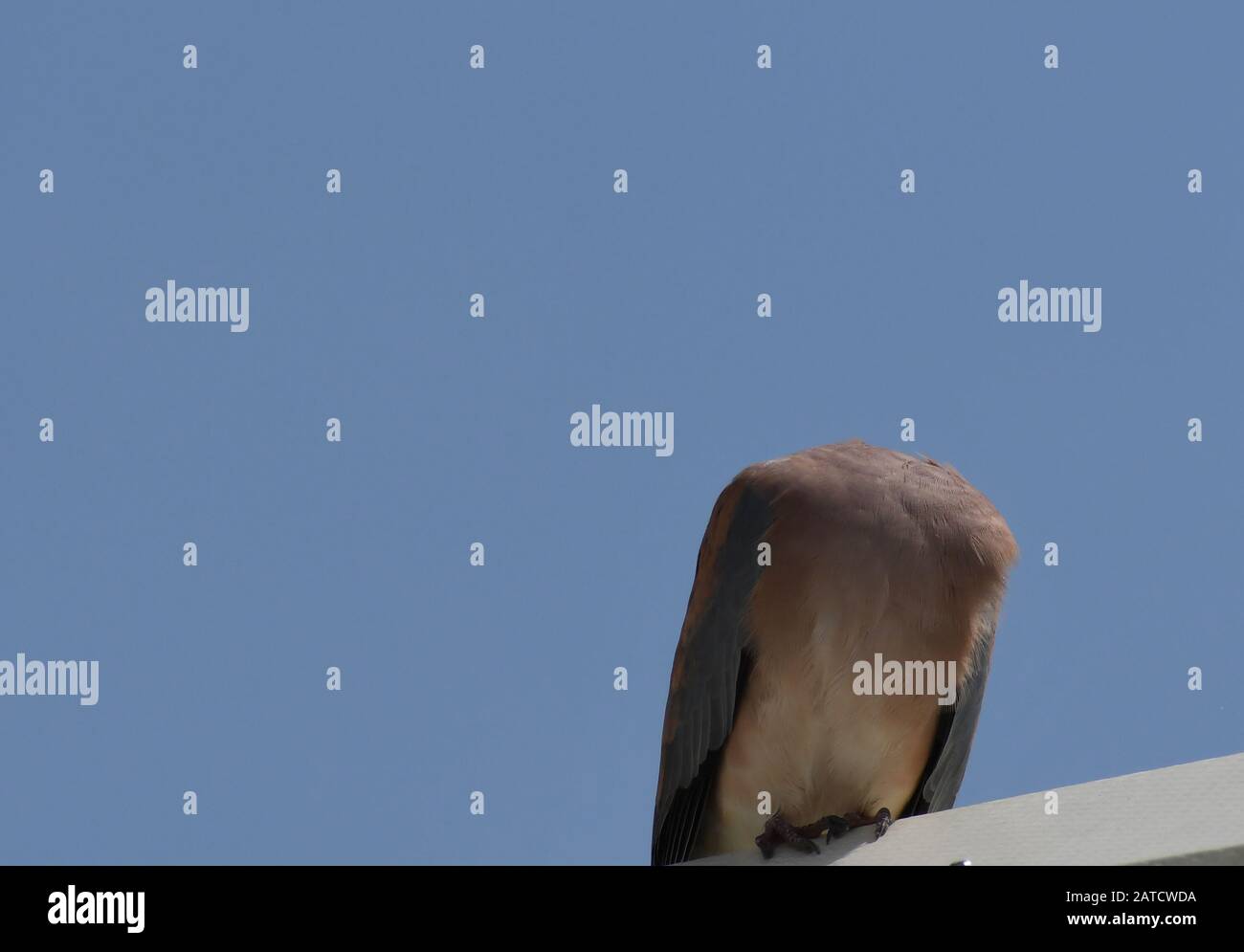 Eine afrikanische Taube hat sich in den Kopf geknöpft, um juckenden Körper zu kratzen Stockfoto