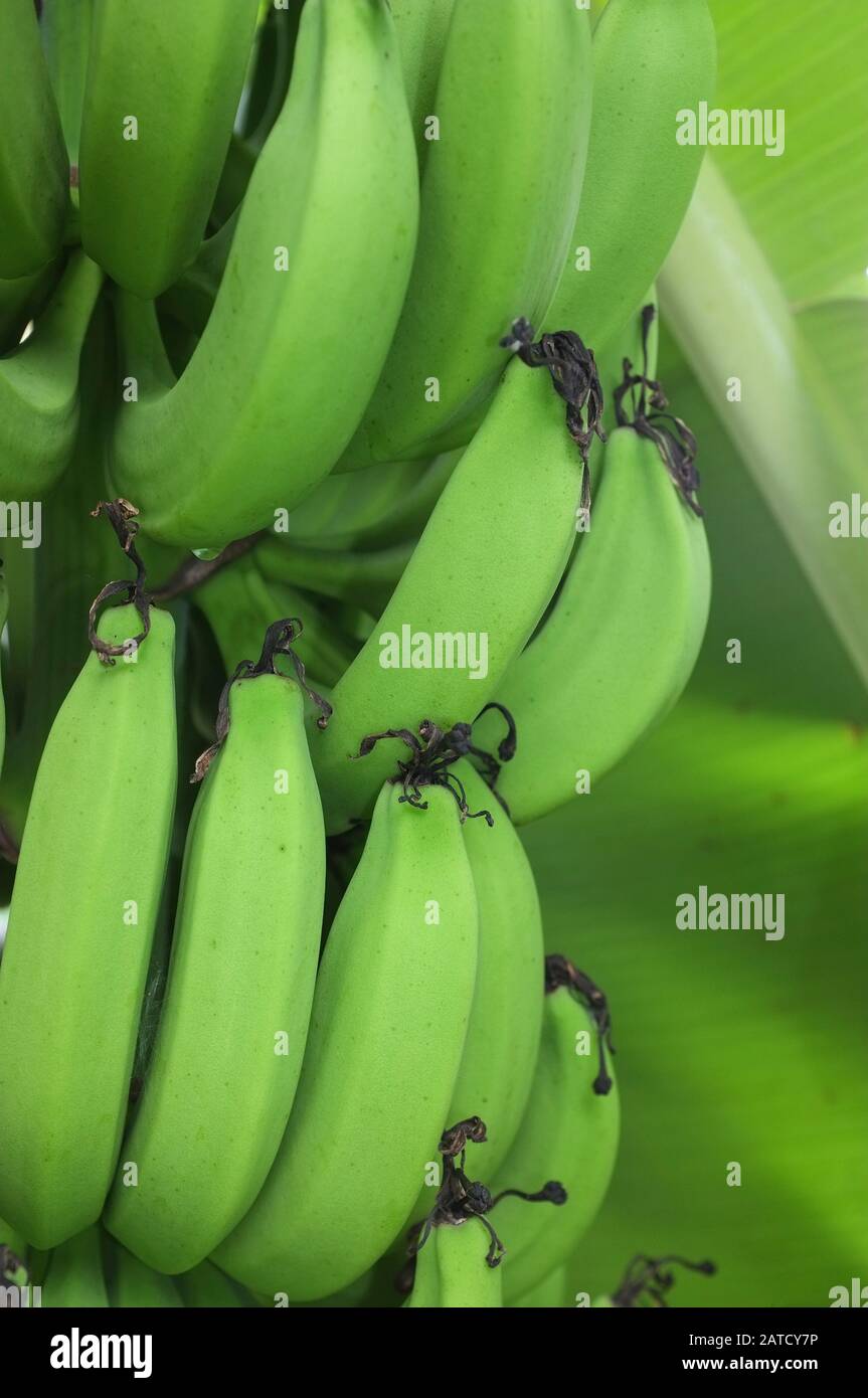 Grüne Bananen am Baum in einem privaten Garten in Darwin Australien. Stockfoto