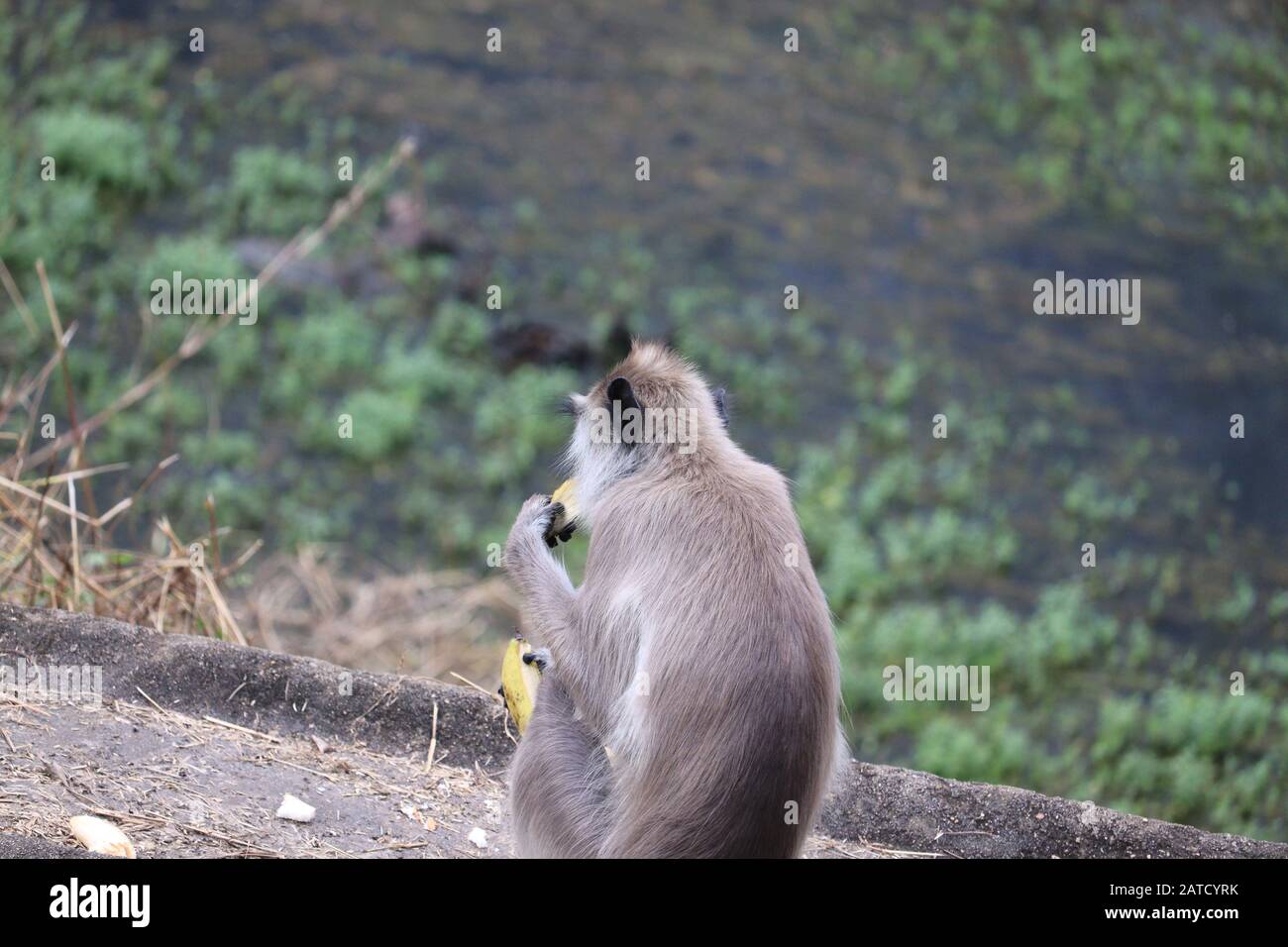 Langur Affen in indien, Affe essen Banane draußen Stockfoto