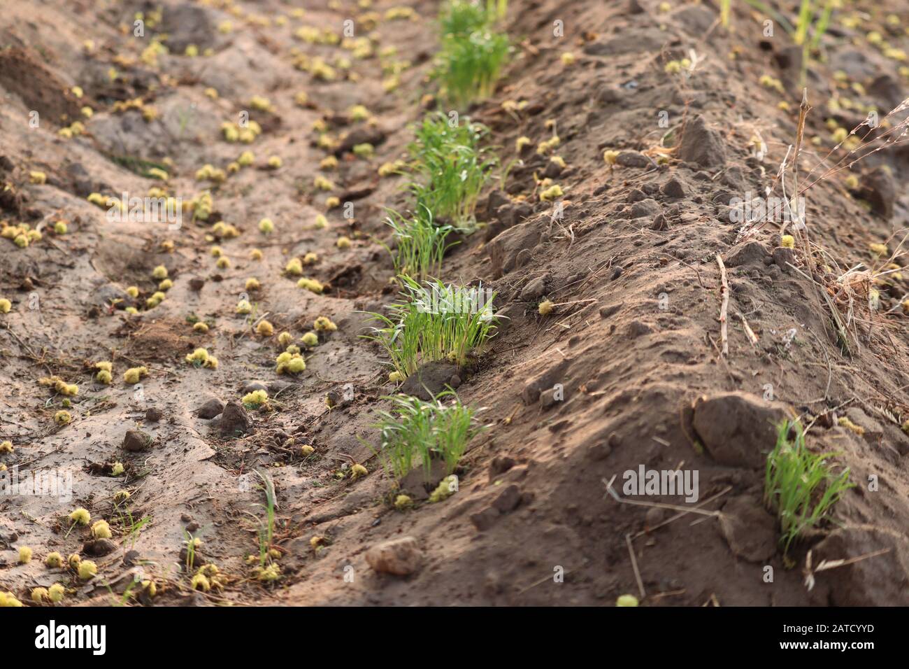 Junge Fenchelpflanze Wächst Im Sonnenlicht auf Fenchel Bad an Fenchel que, eine Gruppe von Fenchelpflanzen Stockfoto