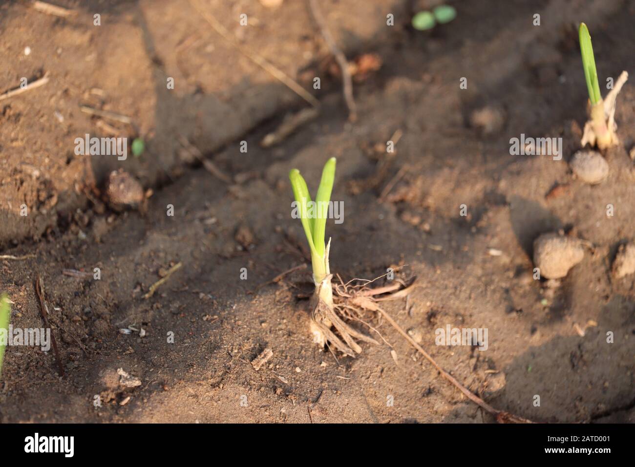 Junger Knoblauch, Der Im Sonnenlicht Wächst, so süße Pflanze am Morgen Stockfoto