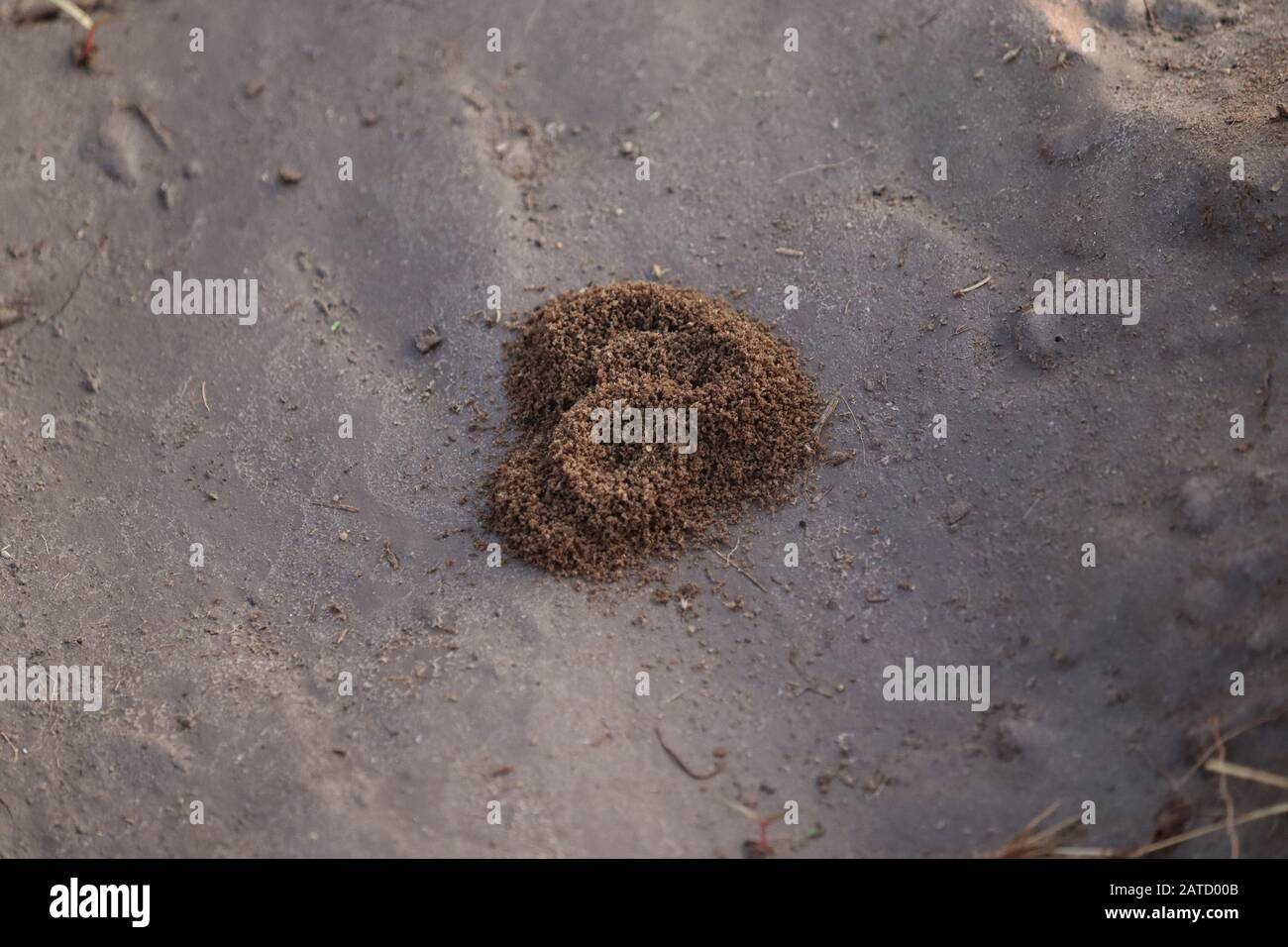 Sandmuster eines Strandes im Sommer mit Ant-Haus auf dem Sand, Ameisenhügel Stockfoto
