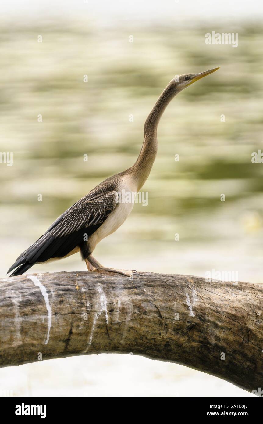 Weiblicher, australasiatischer Darter thront auf einem Holzstich und trocknet sein Gefieders in North Queensland in Australien aus. Stockfoto