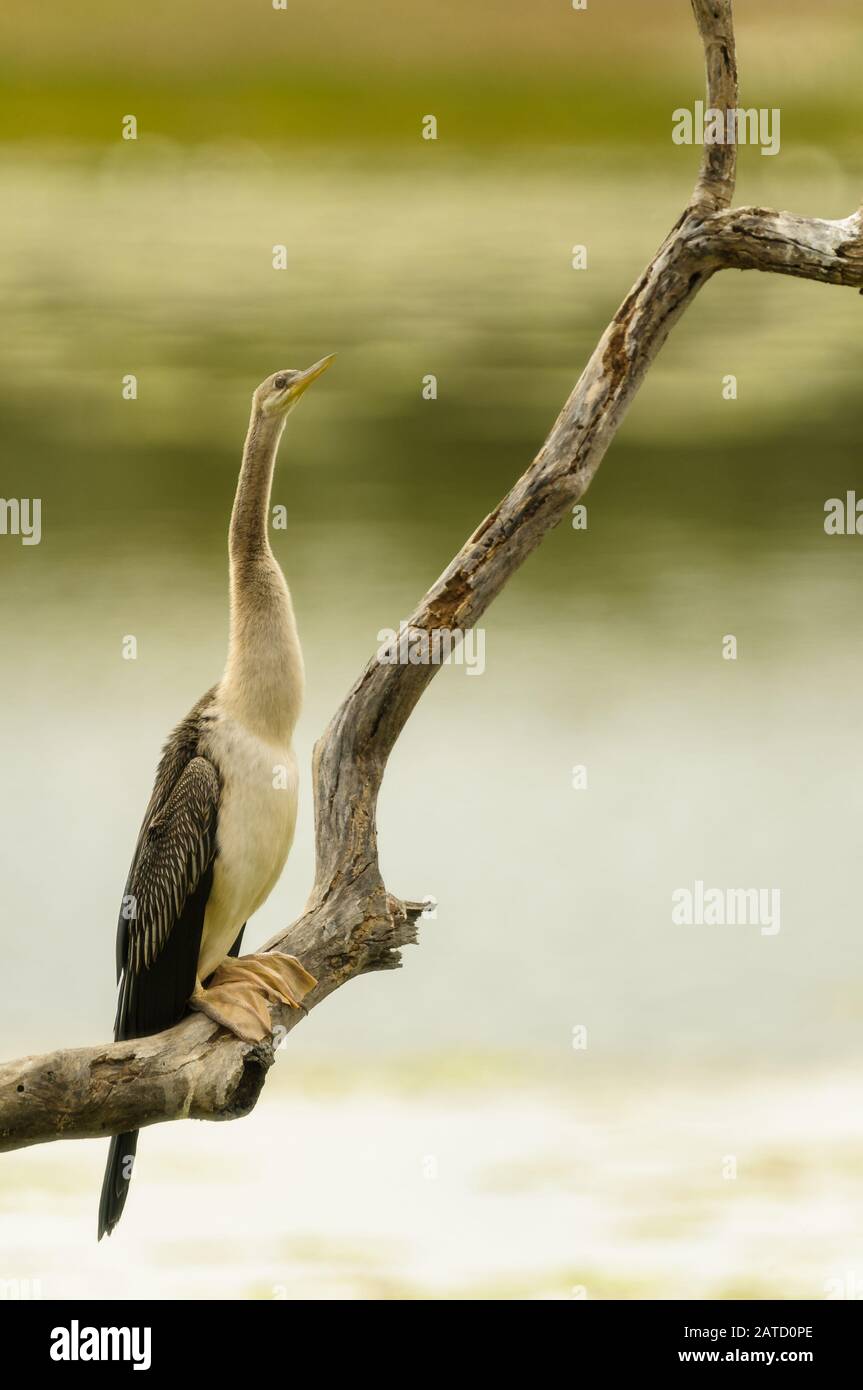 Der einsame Australasian Darter sitzt auf einem toten Baum auf einer Lagune im Golfland von North Queensland, der sein Gefieder trocknet. Stockfoto