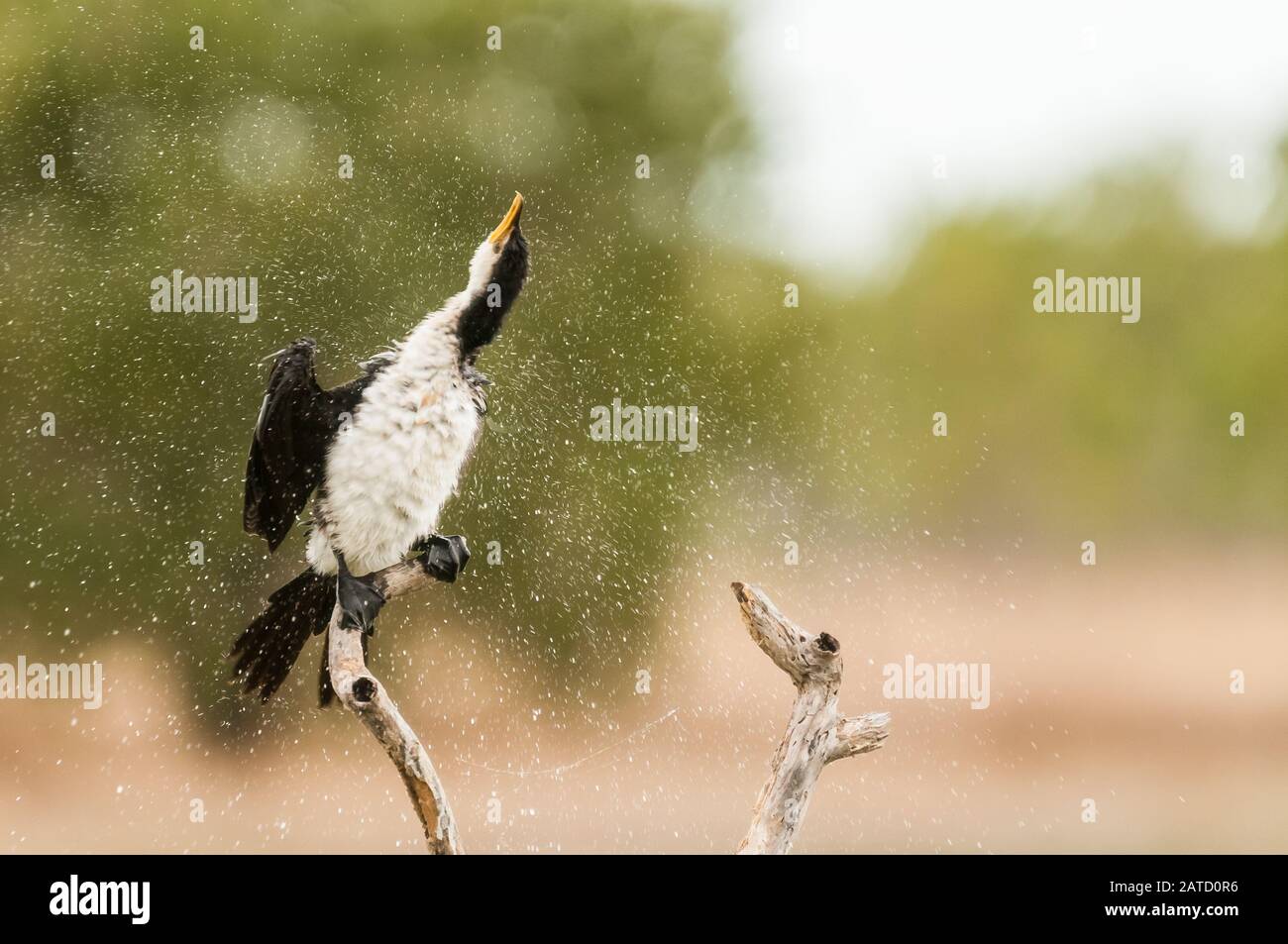 Ein australischer Pied Cormorant sitzt auf einem Baumzweig, der seine Federn trocknet, indem er sich Wassertröpfchen schüttelt, die auf einer Lagune in Australien herumfliegen. Stockfoto