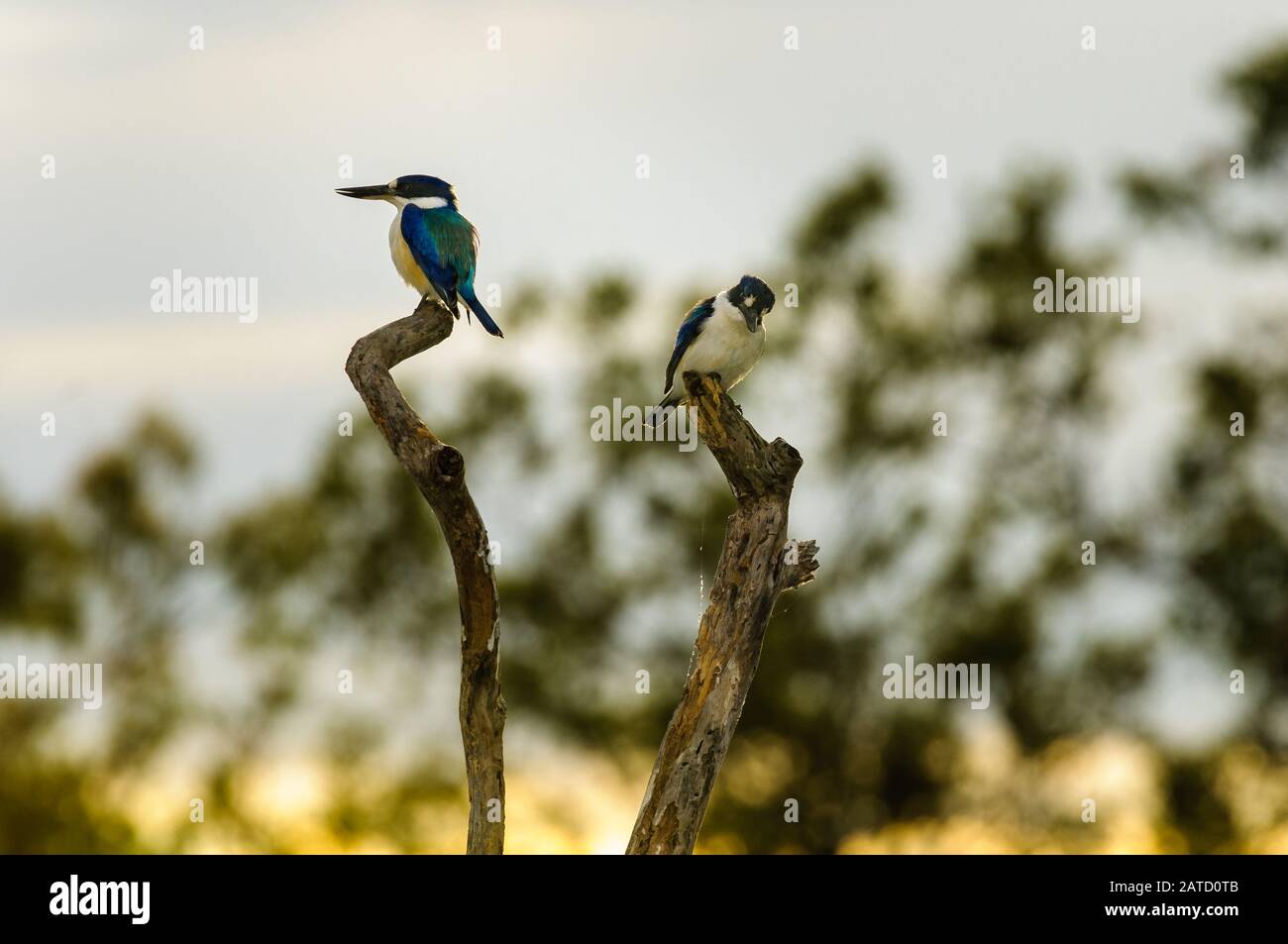 Zwei Eisvögel aus dem Wald zogen auf einem toten Baum auf, der nach Beute über einer Lagune im Golfland von Queensland in Australien suchte. Stockfoto