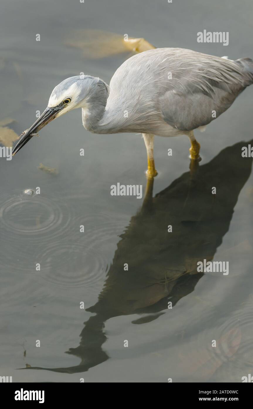 White Stellte Heron mit kleinen Garnelen in Schnabelwehen durch glasig bewachsenes Wasser in Cairns, Queensland gegenüber. Stockfoto