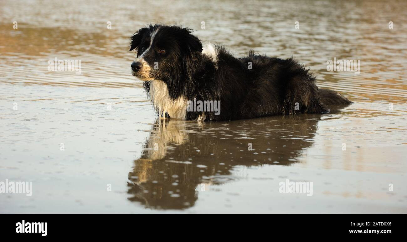 Border Collie Dog im Freien Stockfoto