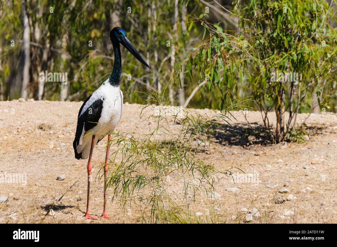 Ein männlicher Schwarzhalsstorch im australischen Golfland von Queensland steht am Wasserloch, ist aufmerksam und hält ein Auge auf Gefahr. Stockfoto