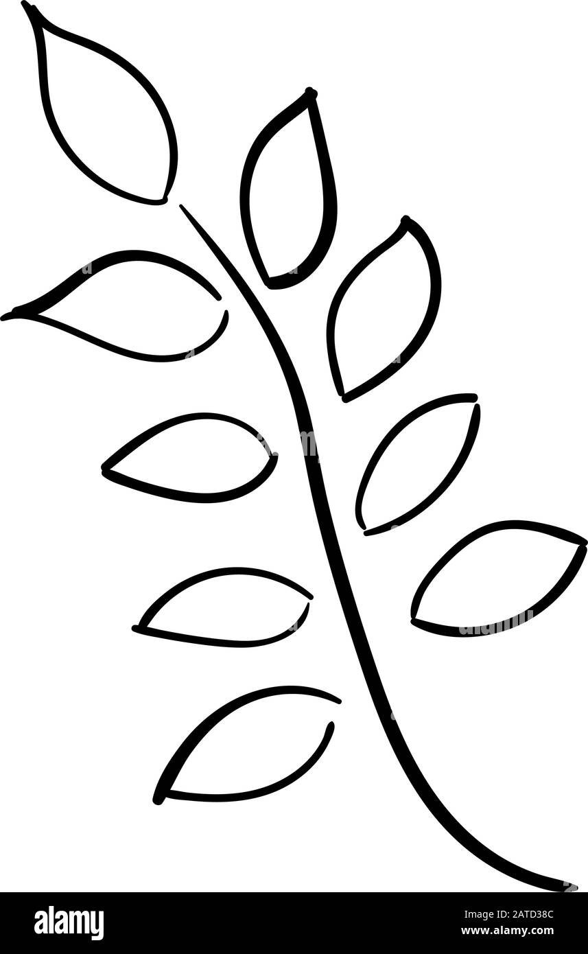Zweig der Pflanze mit den Blättern. Vektorzeichnung im Skizzenstil Stock Vektor