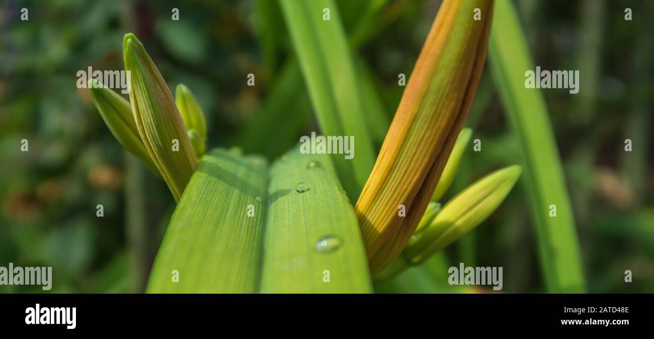 Grünes Blatt mit Wassertropfen nach Regen Stockfoto