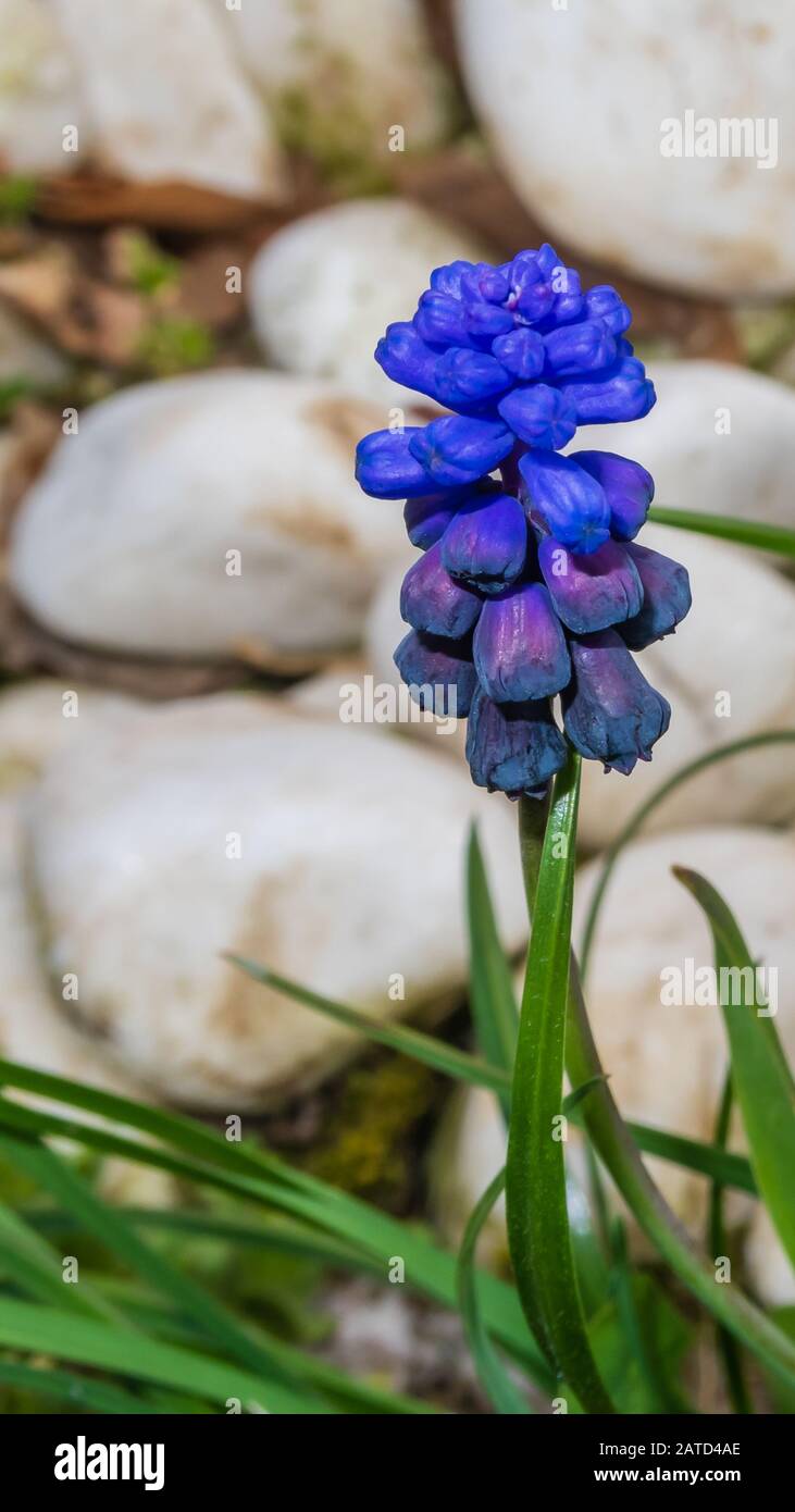 Blaue Blume im Garten Stockfoto