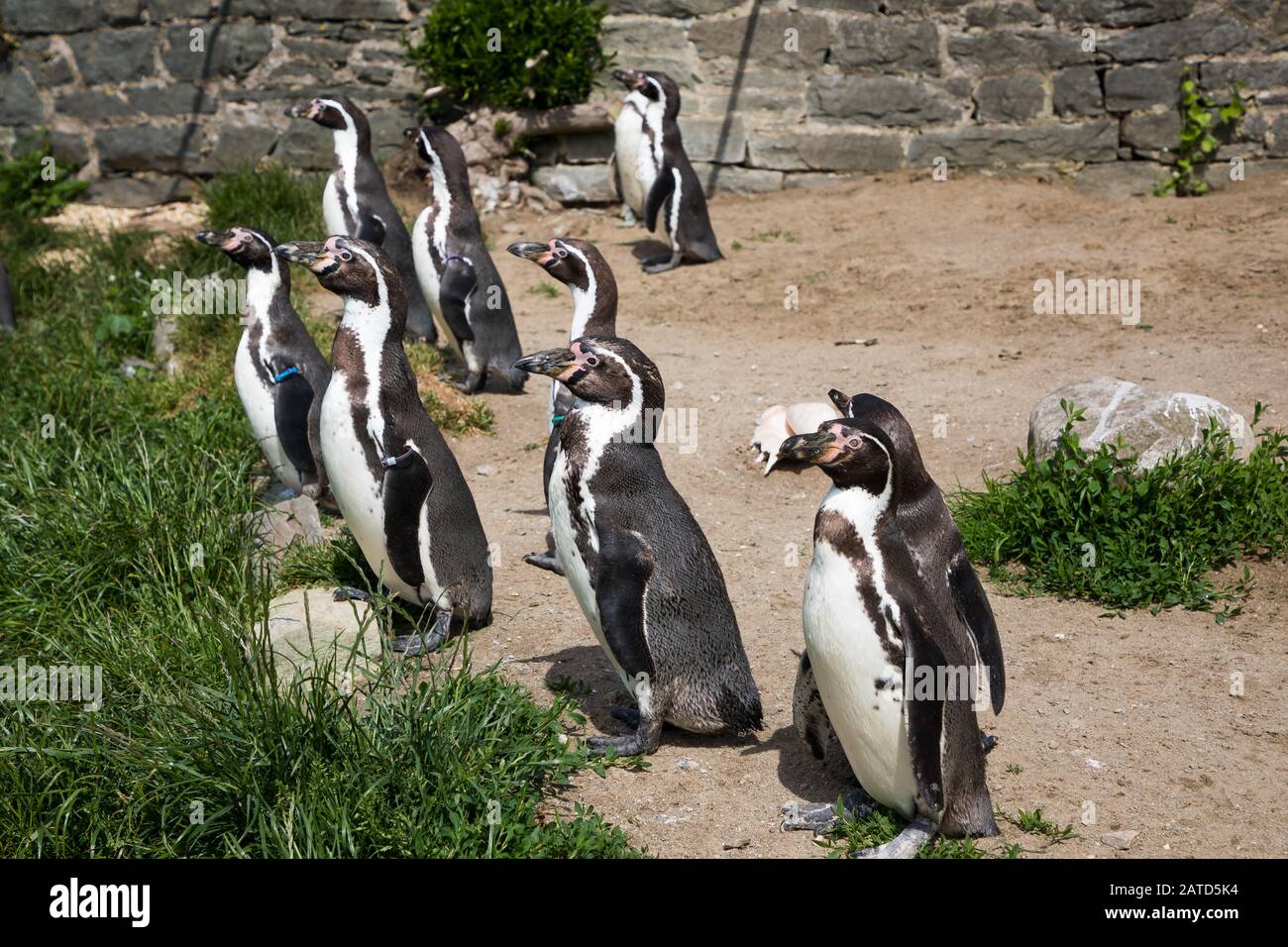 Pinguine im walisischen Bergzoo Stockfoto