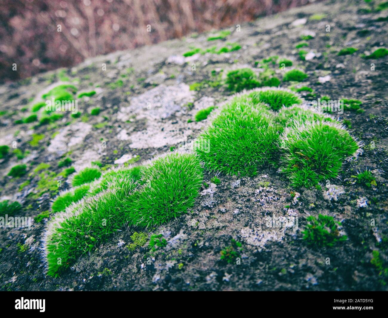 Moss Nahaufnahme Stockfoto