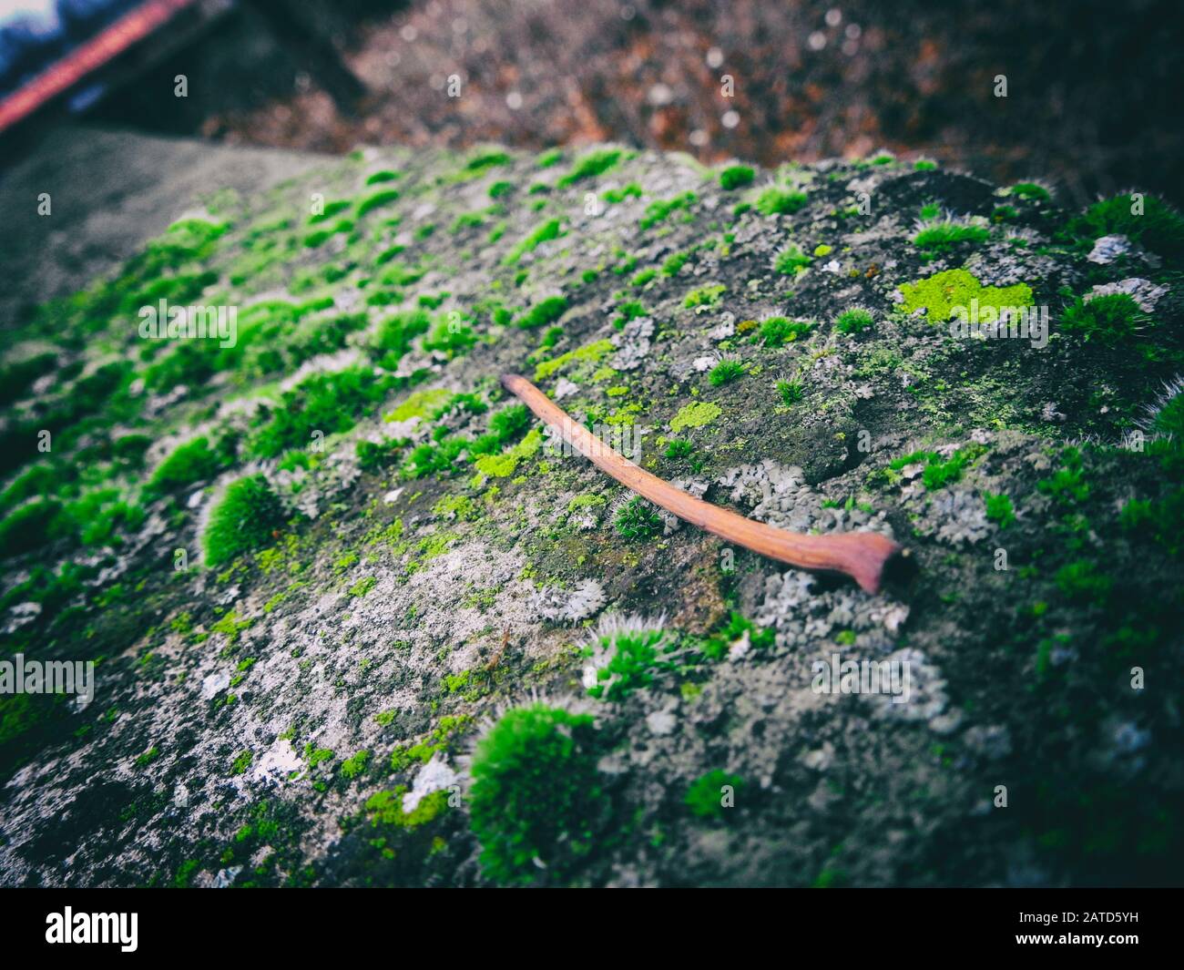 Kleiner Ast an einer Steinmauer Stockfoto