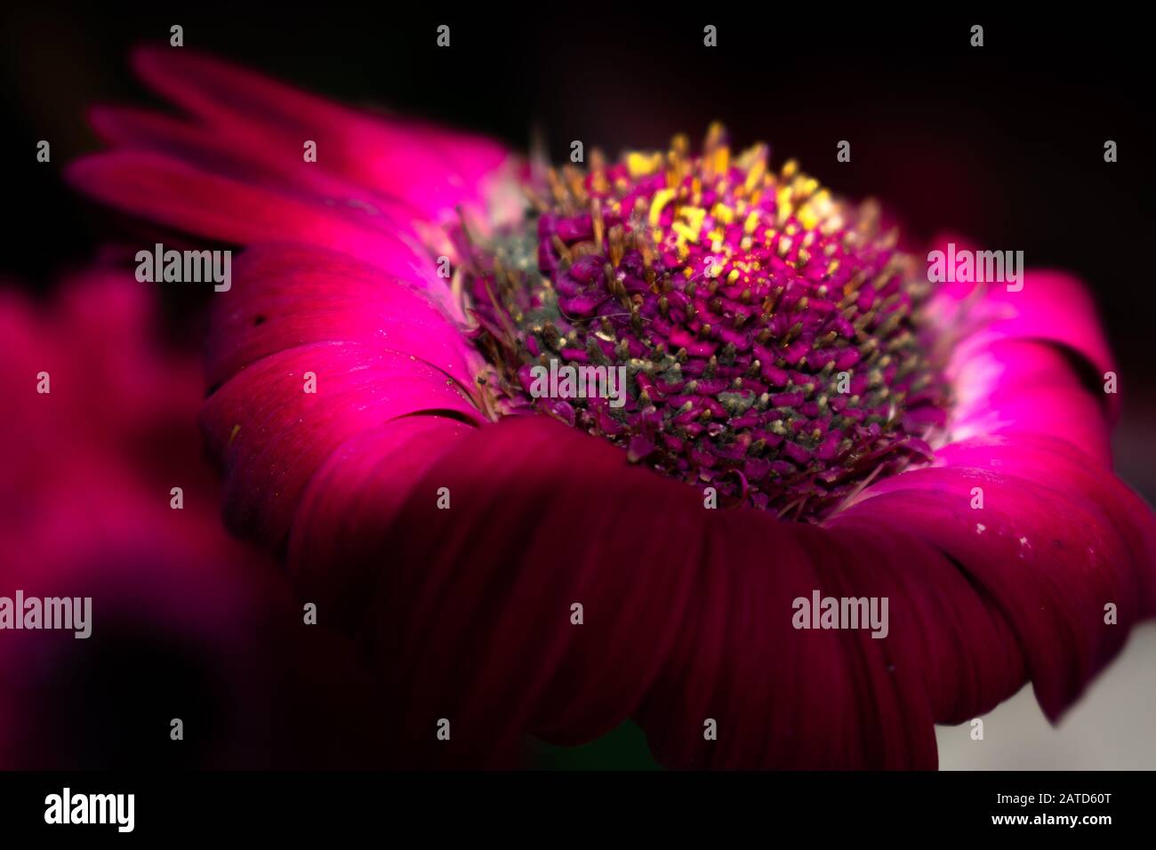 Rote Gerbera-Blume in der Nacht Stockfoto