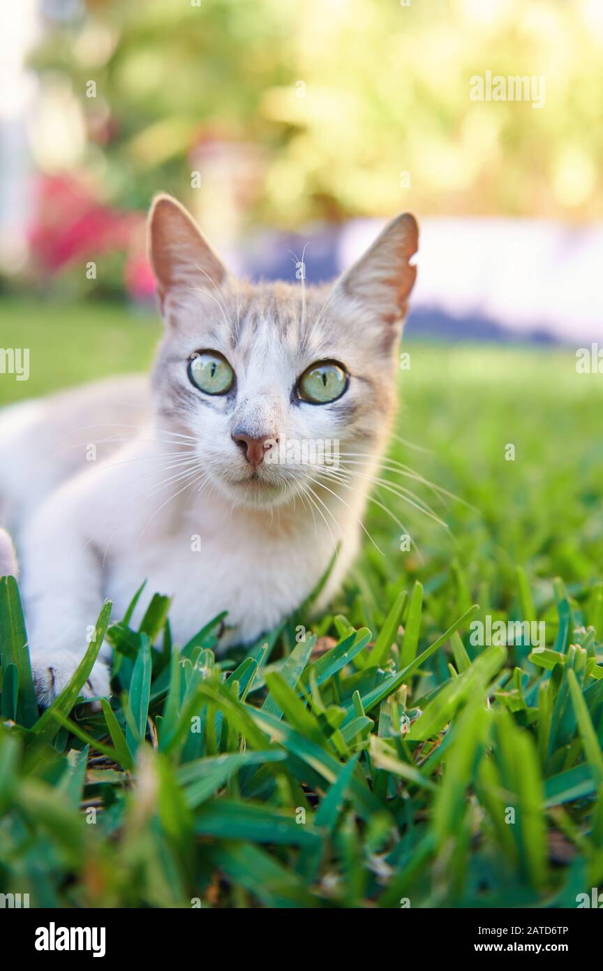 Porträt der Katze mit grünen Augen auf verschwommenem Sommerhintergrund Stockfoto