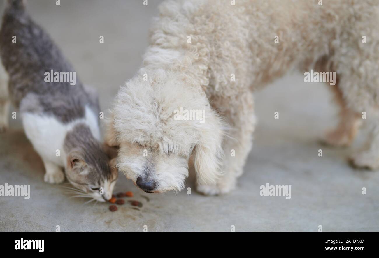 Pudelhund nehmen Nahrung von der Katze. Essen von Haustieren am selben Ort Stockfoto