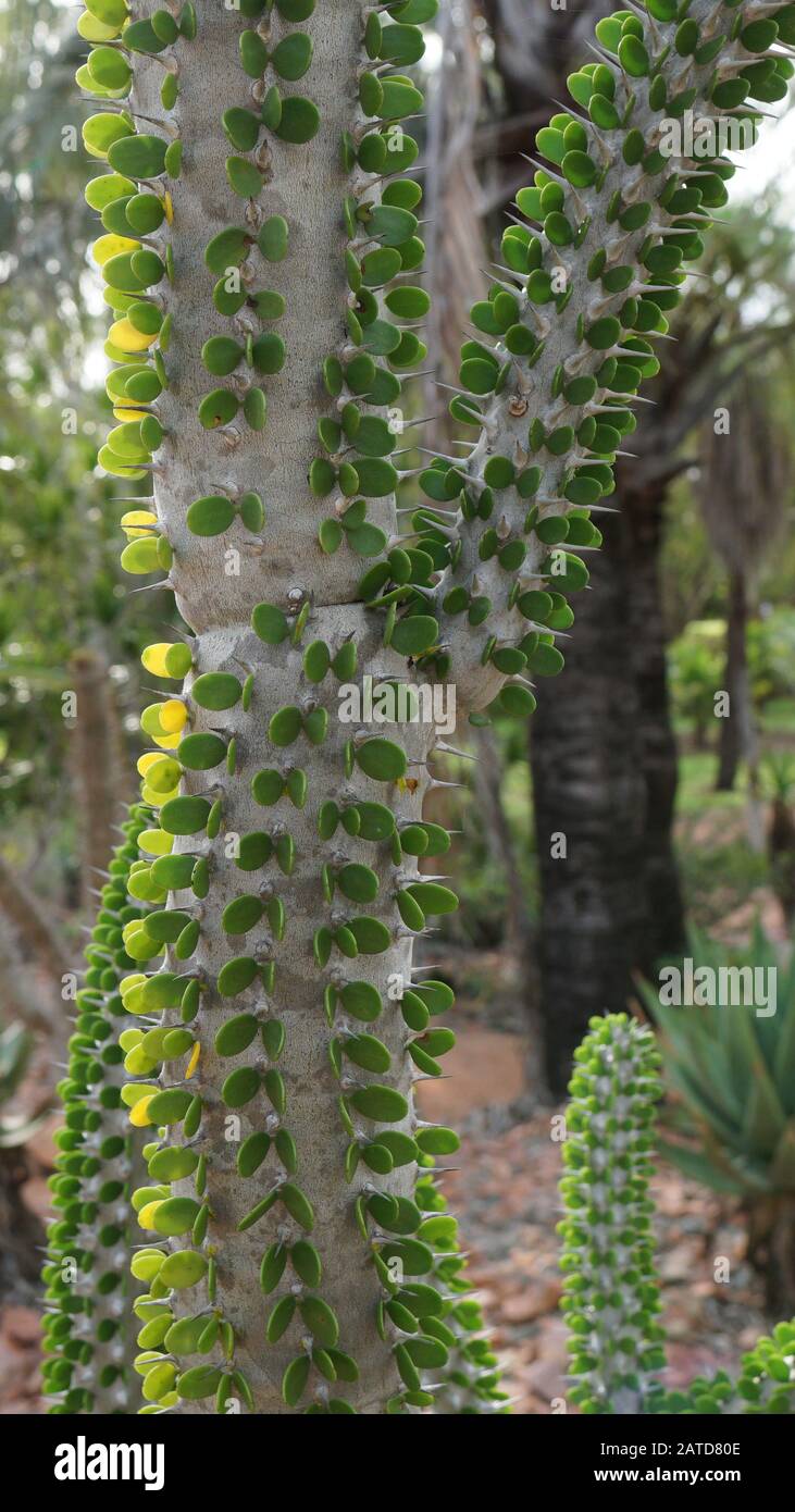 Alluaudia procera ist eine laubabwerfende saftige Pflanzenart der Familie Didiereaceae. Diese Pflanze hat dicke wasserspeichernde Stängel und Blätter. Kraktopusbaum Stockfoto