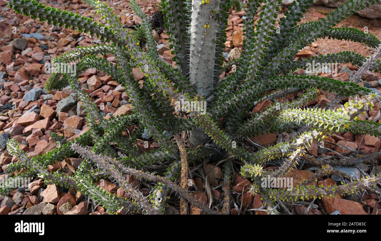 Alluaudia procera ist eine laubabwerfende saftige Pflanzenart der Familie Didiereaceae. Diese Pflanze hat dicke wasserspeichernde Stängel und Blätter. Kraktopusbaum Stockfoto