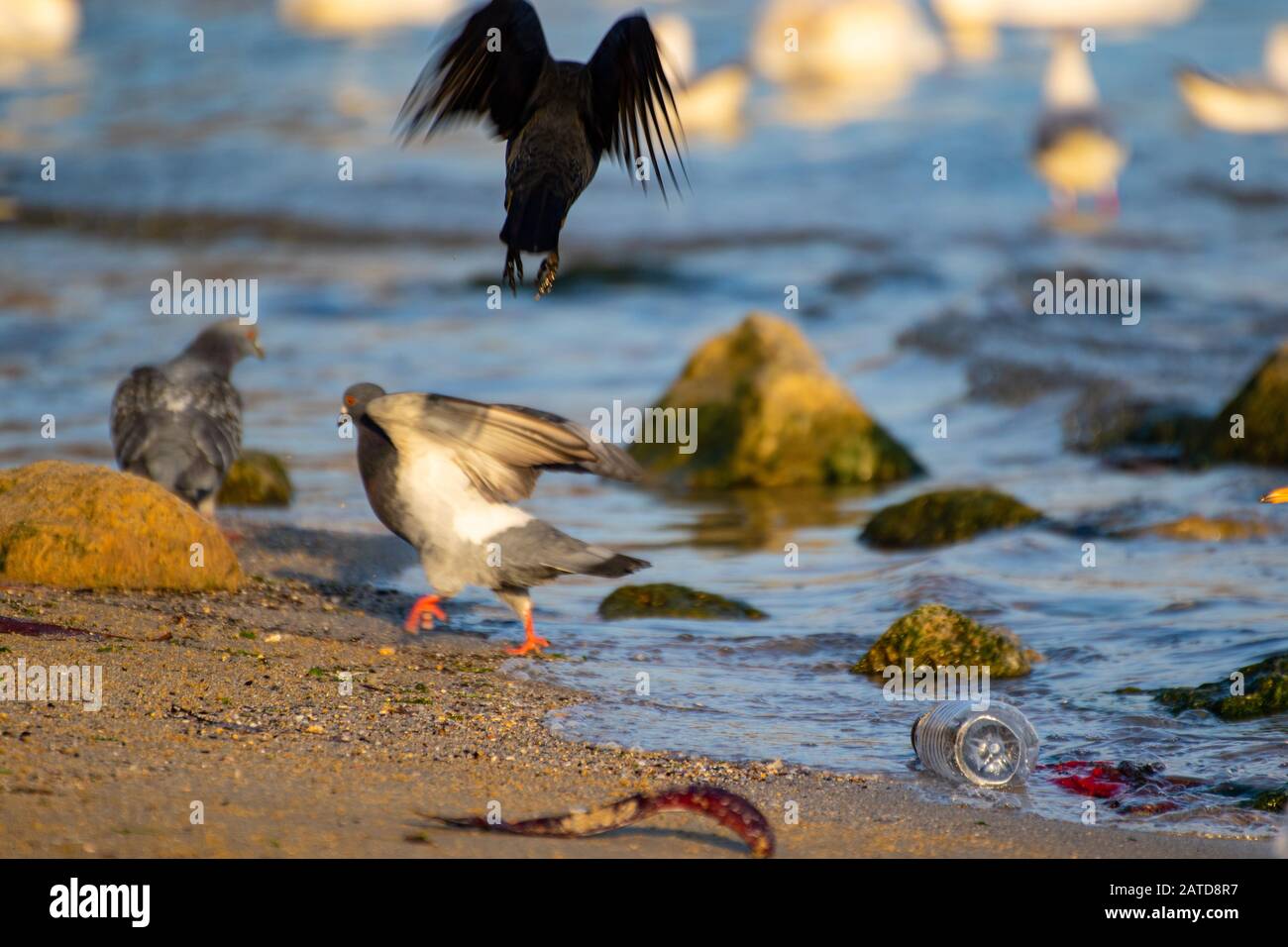 Black Bird-Western Jackdaw Landung oder Flug vor dem Strand über Tauben und Möwen am Meer, Varna Beach, Schwarzmeerküste Stockfoto